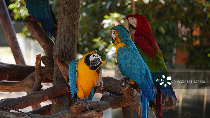 上海野生动物园之旅图片素材