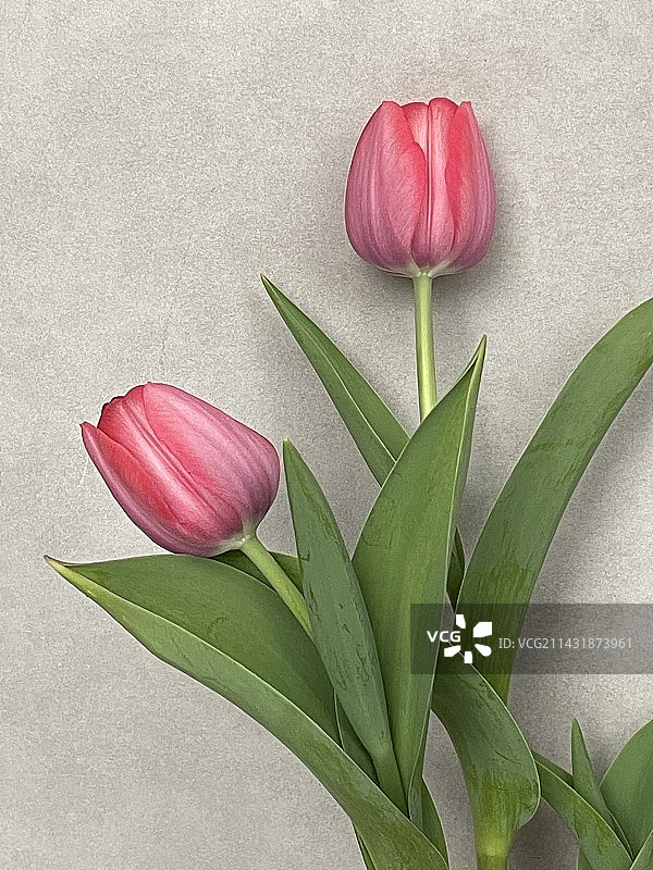 郁金香图片素材