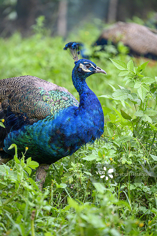 云南野生动物园孔雀图片素材