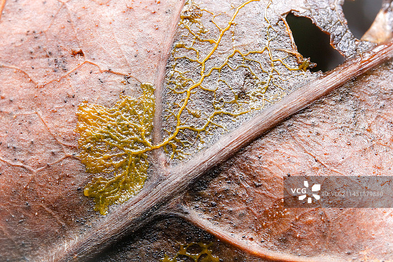 落叶背面的黏菌Slime mold图片素材