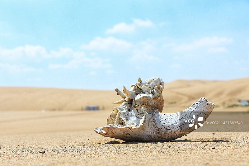 沙漠中的骨头图片素材