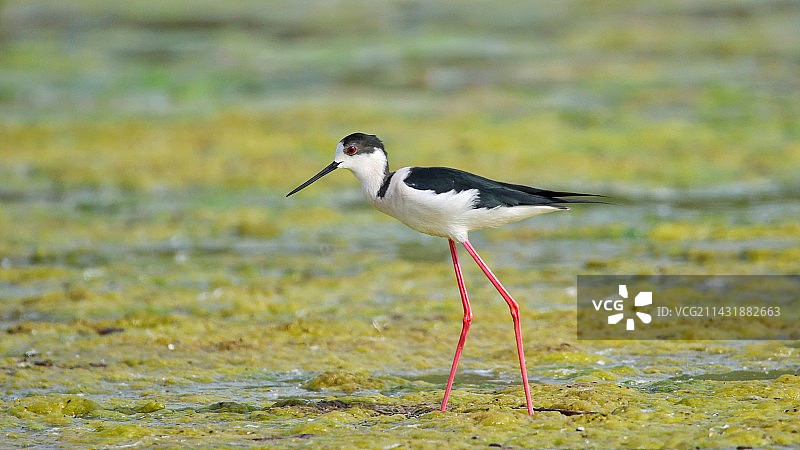 春季归来的黑翅长脚鹬图片素材