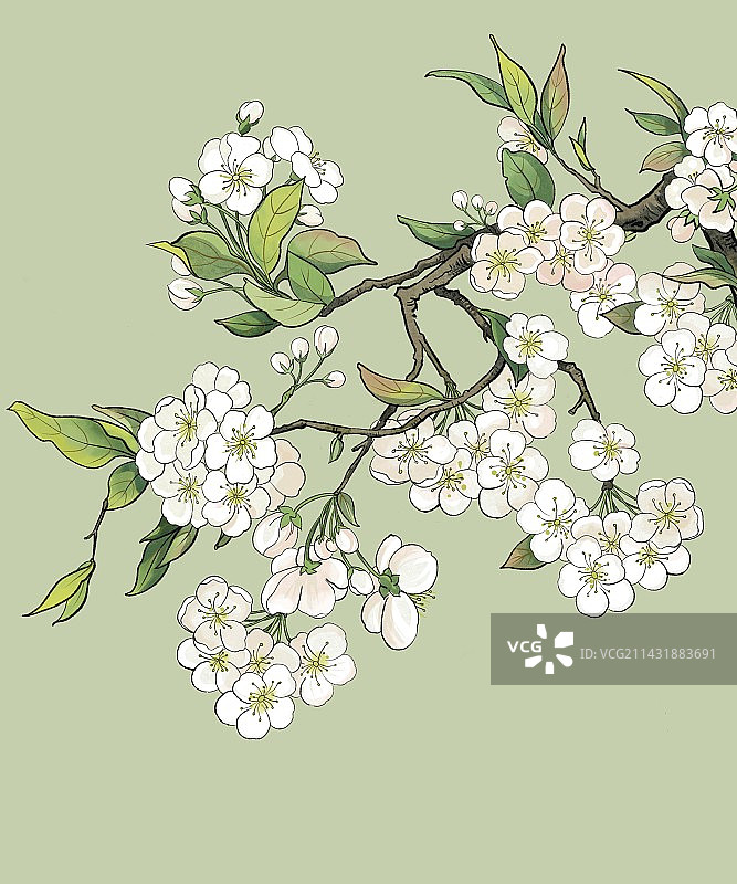 梨花插画图片素材