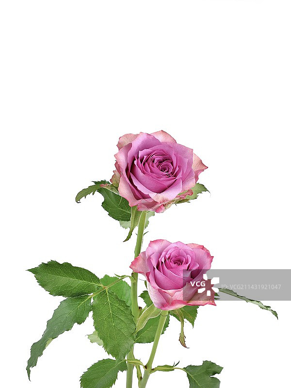 紫霞仙子图片素材