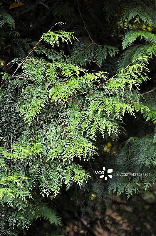 香柏树枝图片素材