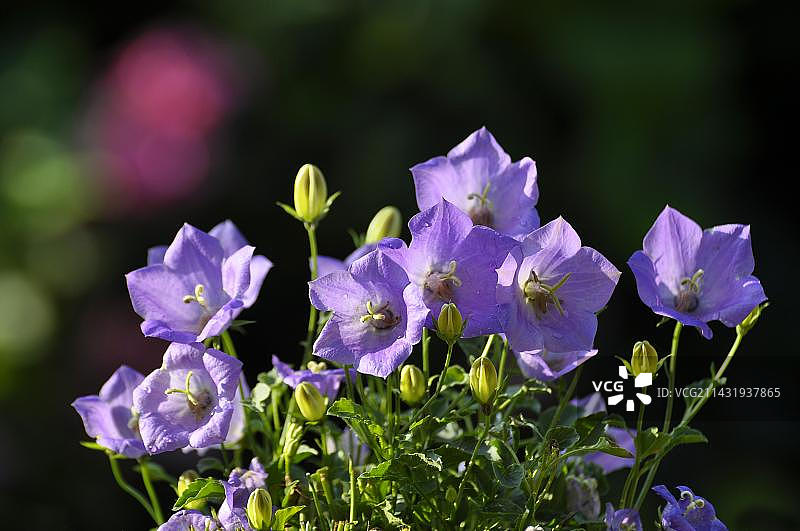 风铃草图片素材