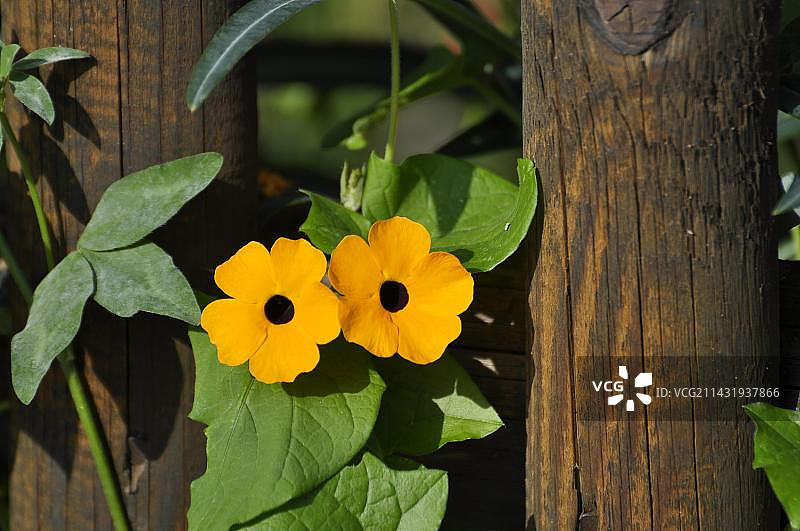 黑眼苏珊花图片素材