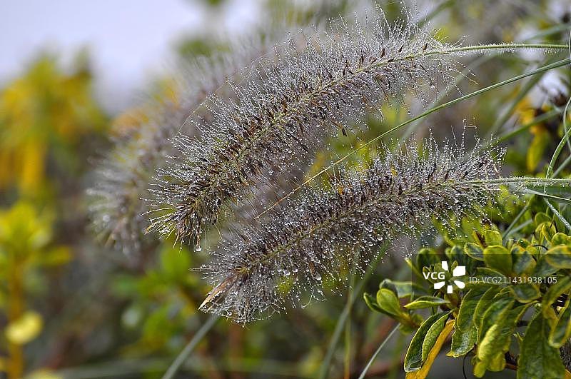 露珠澳洲矮蒲苇图片素材