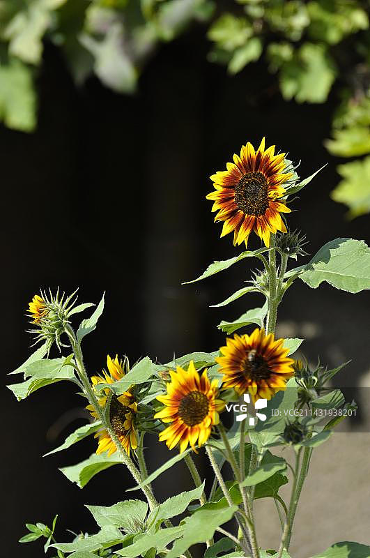 火焰环向日葵图片素材