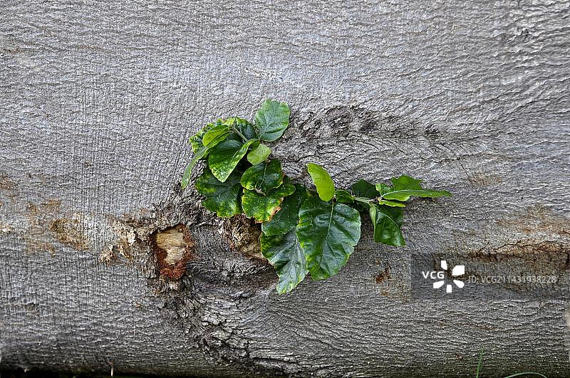 山毛榉树干与新芽图片素材