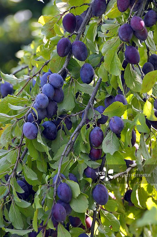 树上的 damson 李子图片素材