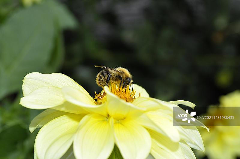 大丽花上的熊蜂图片素材