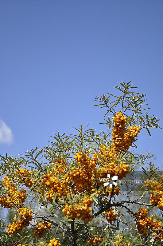 秋季沙棘图片素材