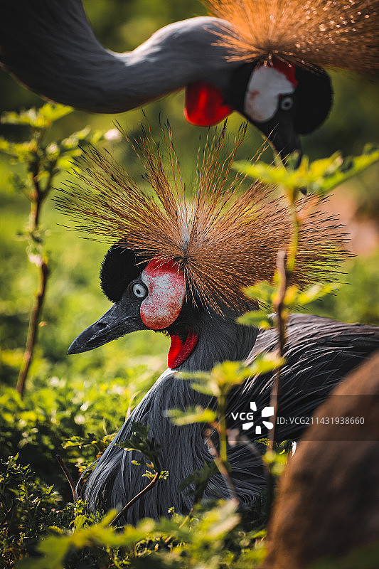 东非冕鹤的特写镜头图片素材