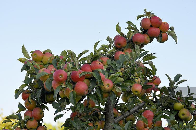 树上的苹果：考克斯橙，树上的甜点苹果，压碎的水果图片素材