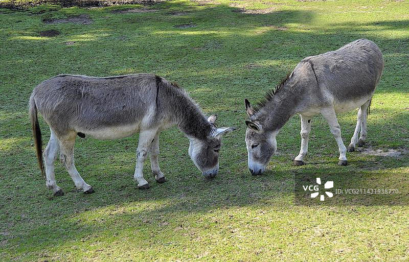 两头驴正在吃东西图片素材
