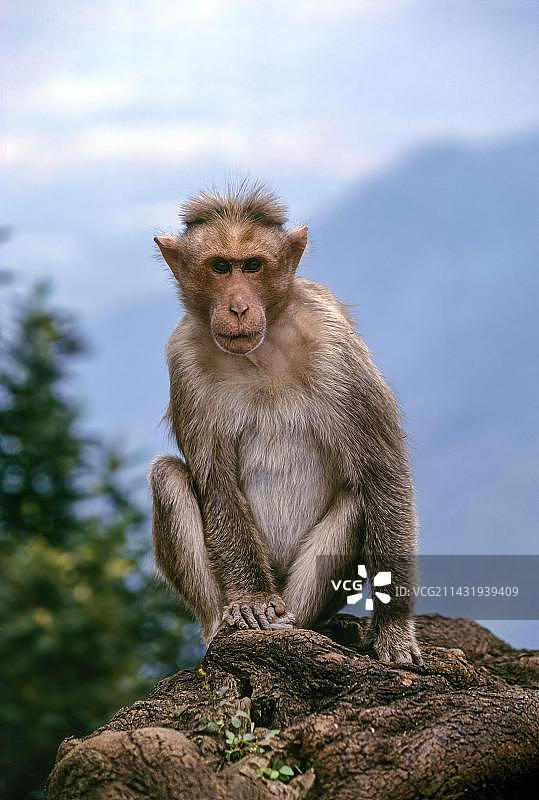 在印度穆杜马莱国家公园的恒河猴图片素材