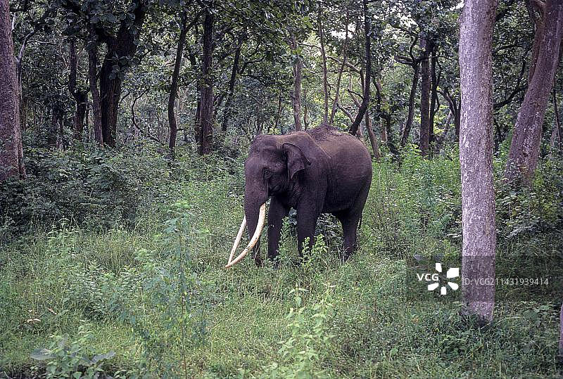 印度泰米尔纳德邦穆杜马莱国家公园象牙特写图片素材