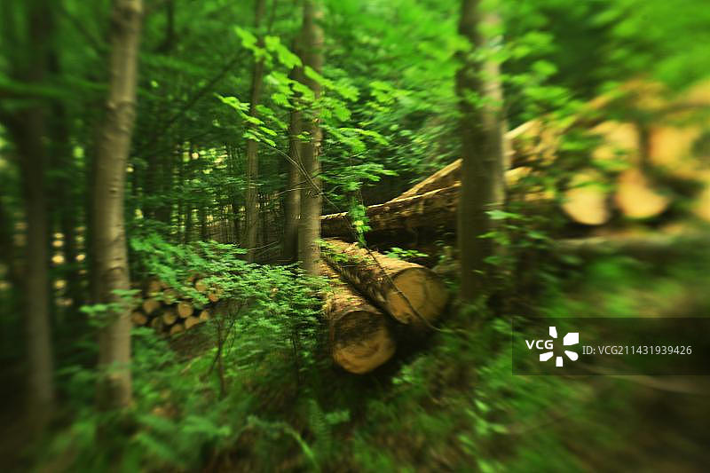 德国绍尔兰地区的森林破坏导致约40%的云杉林受损图片素材