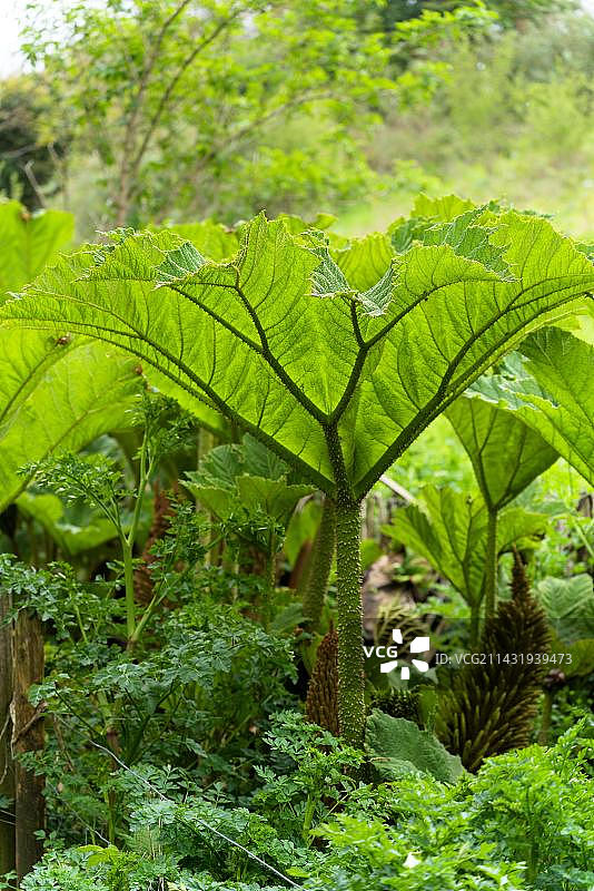 在康沃尔春天生长的巴西大黄图片素材