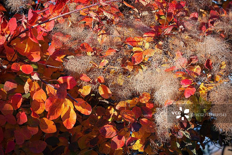东格林斯特德秋日阳光下的欧洲黄栌图片素材