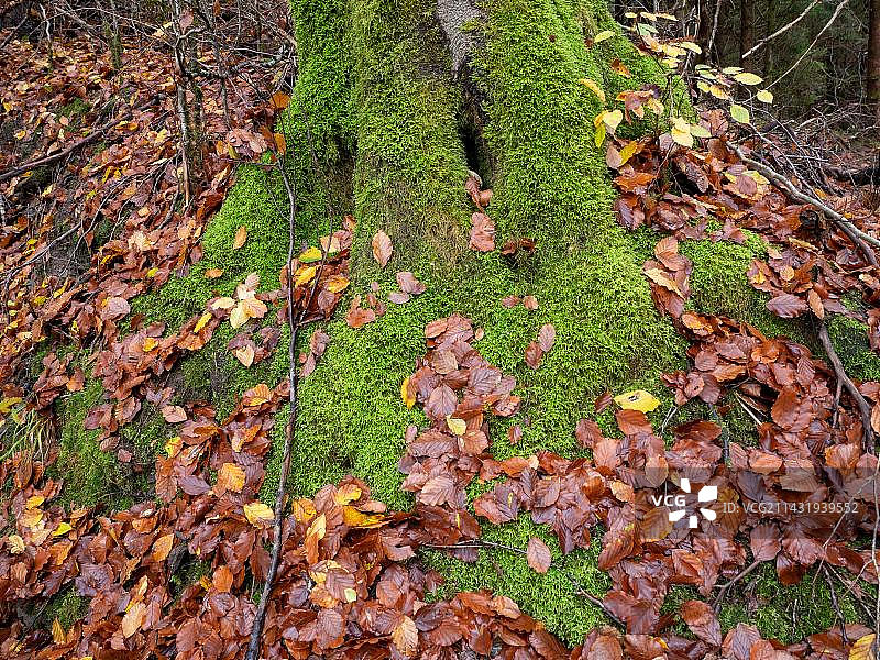 德国图林根森林中苔藓上的秋叶图片素材