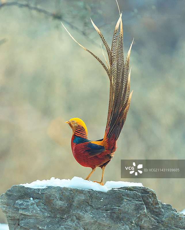 雪中“凤凰”图片素材