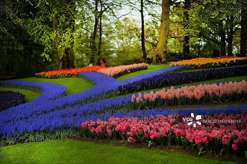 荷兰库肯霍夫郁金香花季旅游胜地图片素材