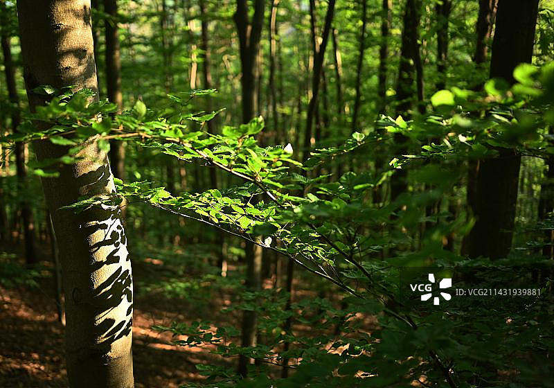 德国绍尔兰的森林图片素材