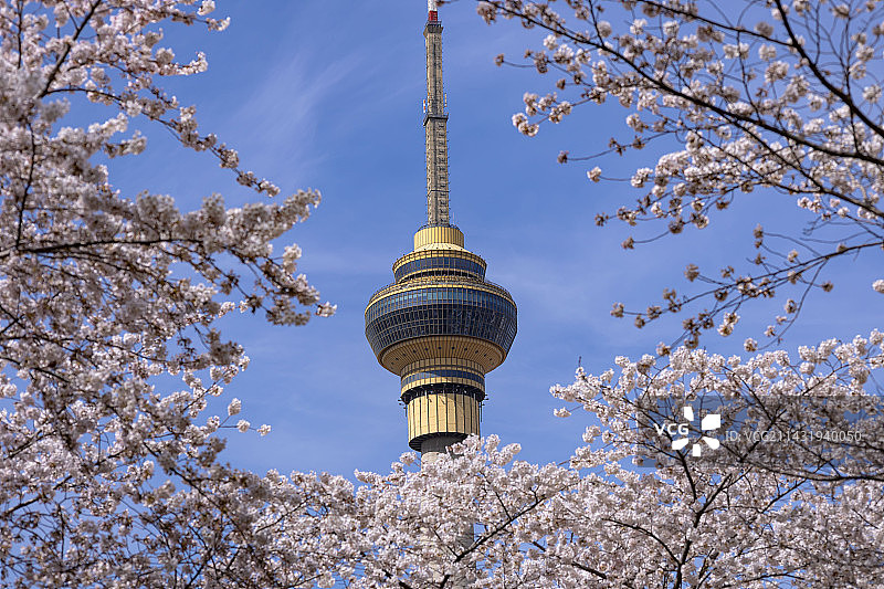 樱花盛开的季节图片素材