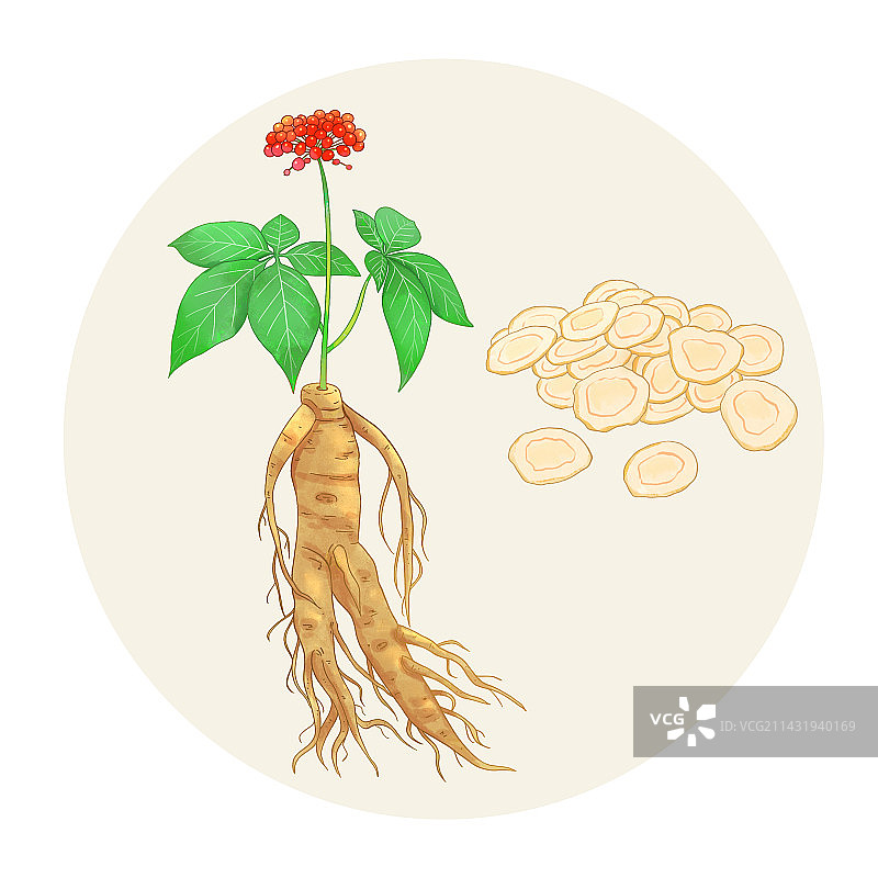 手绘水彩中药药材西洋参插画图片素材