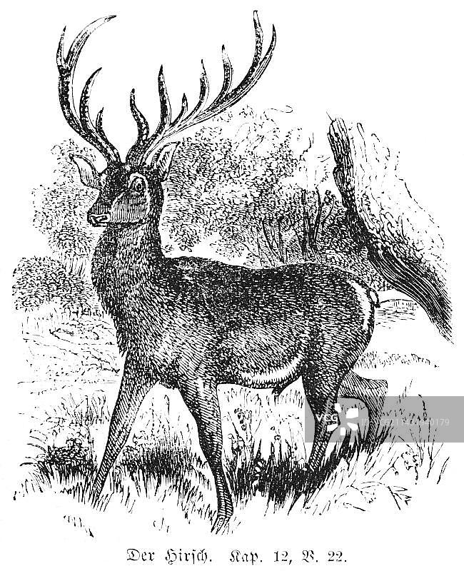 雄鹿、鹿豚、狍鹿、鹿角、森林图片素材