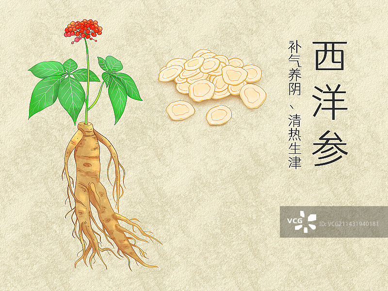 手绘水彩中药药材西洋参插画图片素材