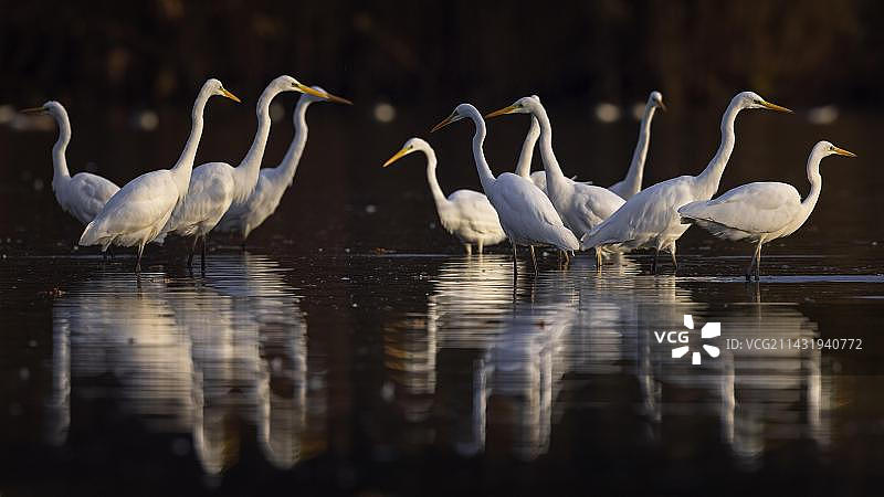 德国中部易北河生物圈保护区：大白鹭群觅食图片素材