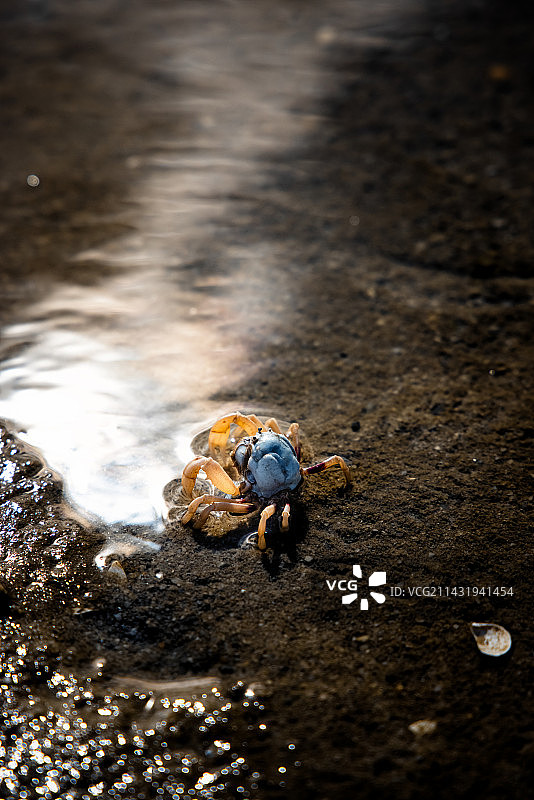沙蟹图片素材