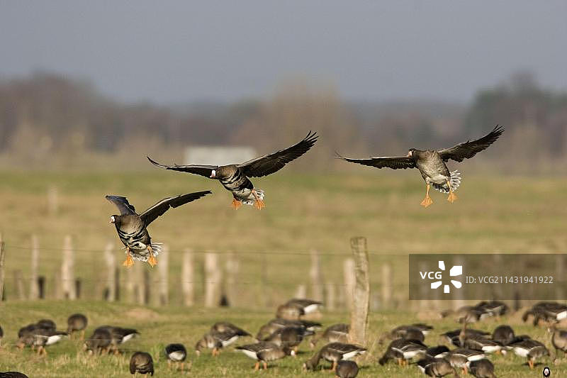 降落的白额雁图片素材