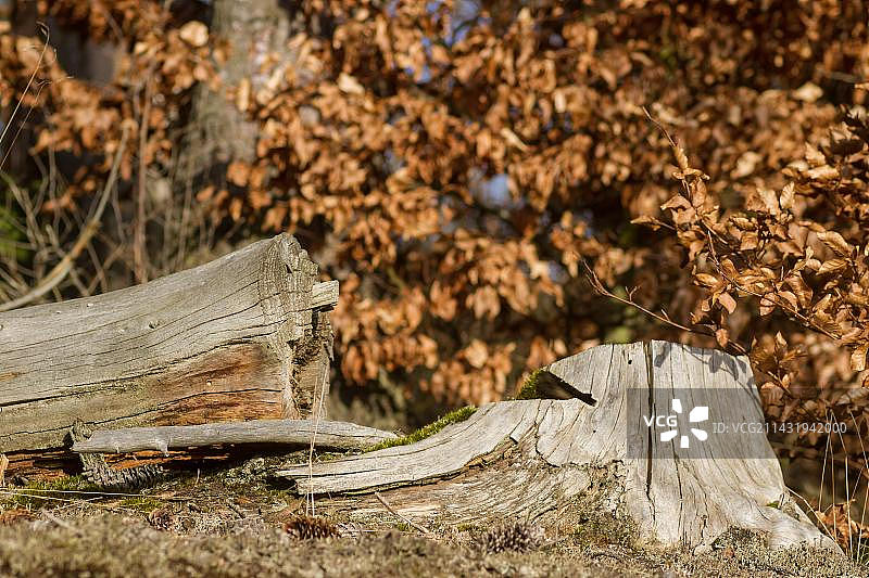 森林衰退图片素材