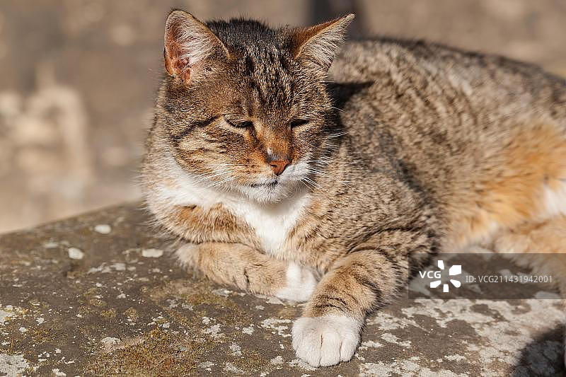 晒太阳的猫图片素材