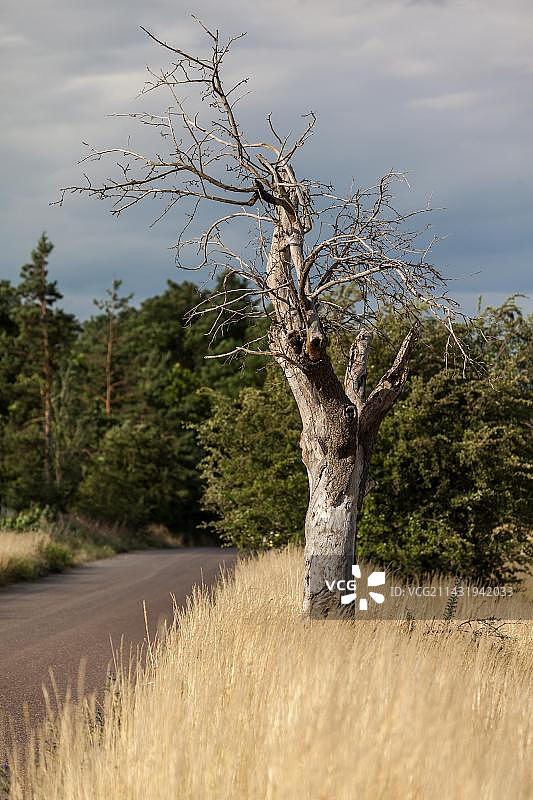 死树图片素材