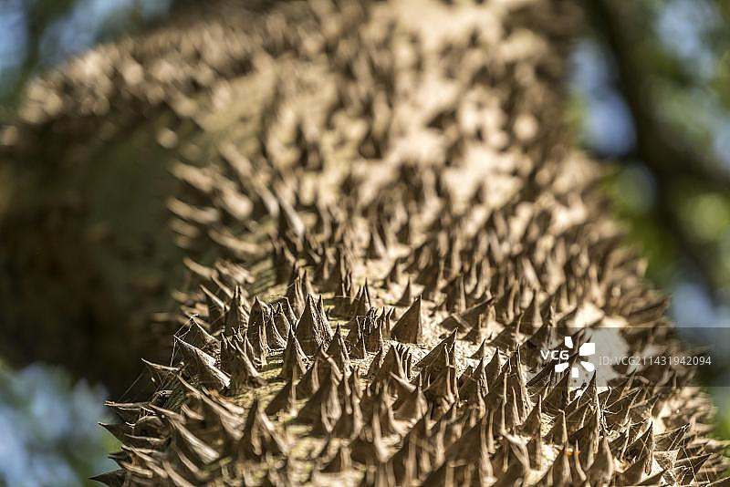 冈比亚西非木棉树干上的刺图片素材