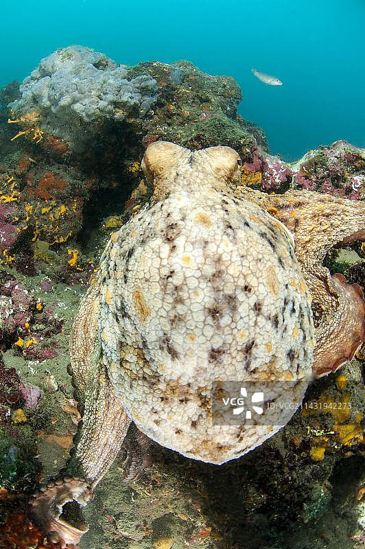 珊瑚礁上的普通章鱼，法国阿格德角图片素材