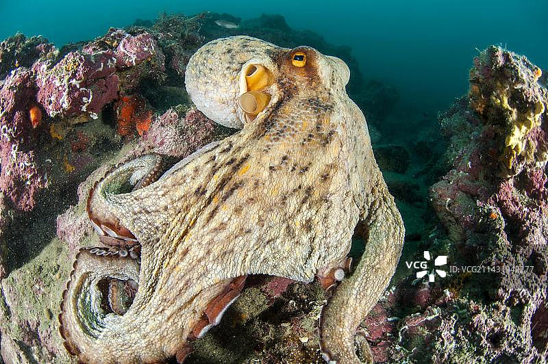 法国阿格德角利翁湾海洋保护区内的普通章鱼图片素材