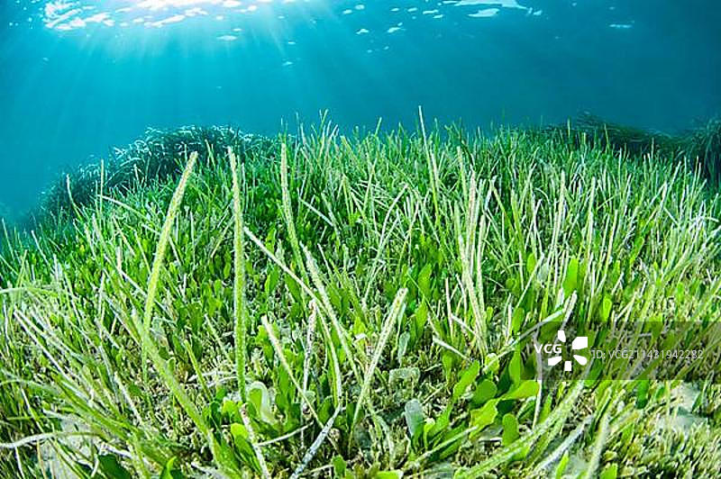 海神草和海草，希腊克里特岛图片素材