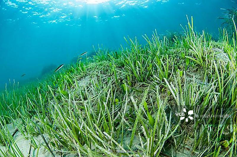 海草草甸图片素材