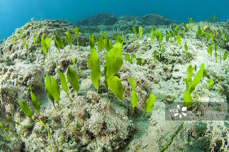 匍匐蕨藻，科基尼哈尼，克里特岛图片素材