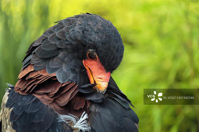 非洲的 captive图片素材