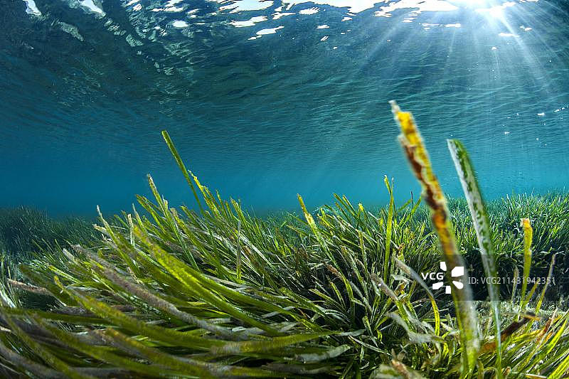 海洋 Posidonia 海草草甸，塔扎国家公园，阿尔及利亚，非洲图片素材
