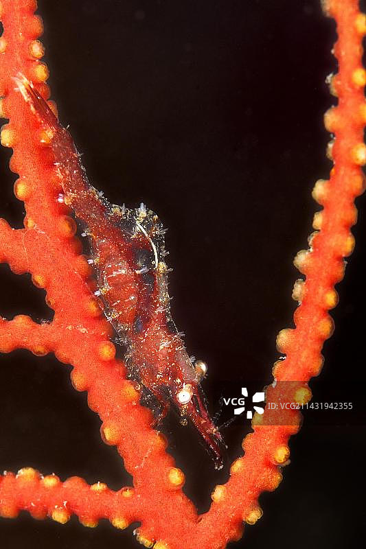 commensal Shrimp在Leptogorgia sarmentosa海扇枝上，法国阿格德角图片素材