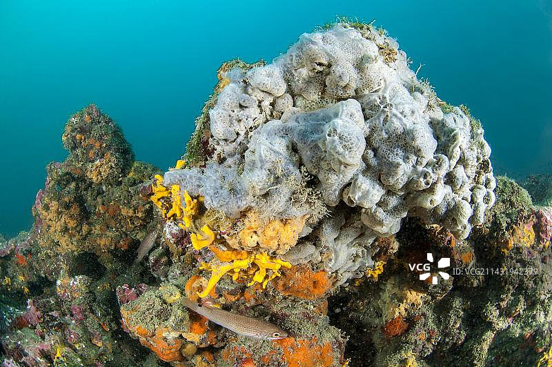 狮子湾阿格德角海洋保护区蓝色海绵图片素材