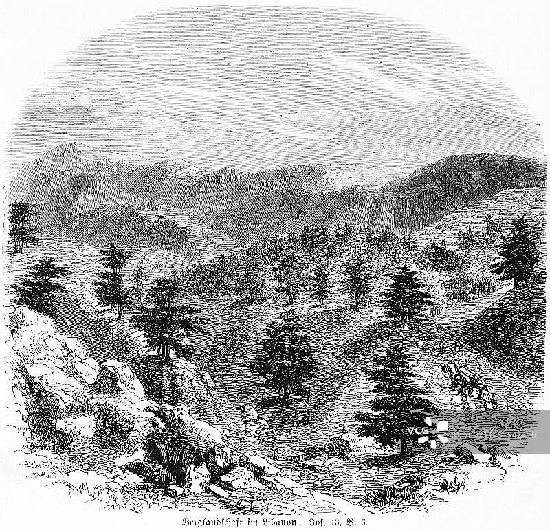 黎巴嫩山区景观：针叶树，《约书亚记》中的西顿人图片素材